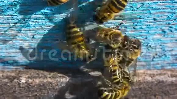 蜜蜂追逐外星人视频的预览图