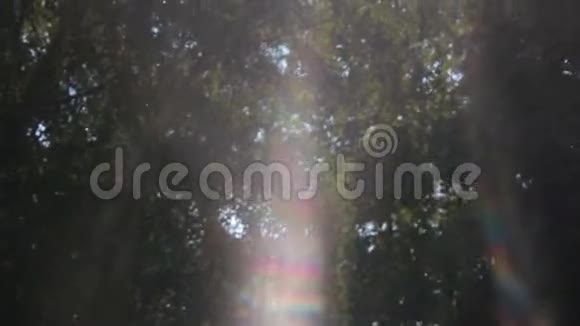 太阳光和透镜耀斑树叶视频的预览图