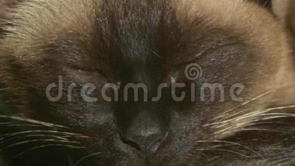暹罗猫在睡觉视频的预览图