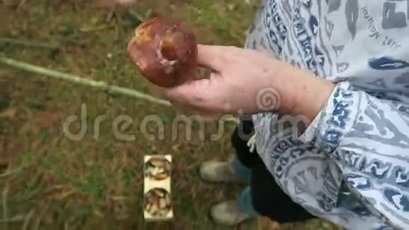 一个女人在一片松树林里采蘑菇切割和清洗蘑菇视频的预览图