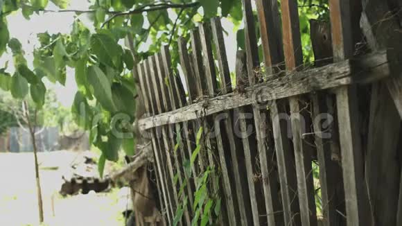 长满常春藤的旧木栅栏视频的预览图