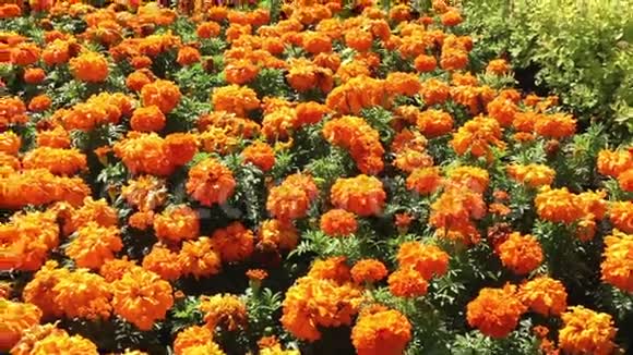 大花坛橙花视频的预览图