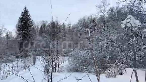 摄像机在冬季白天旋转并移除森林视频的预览图