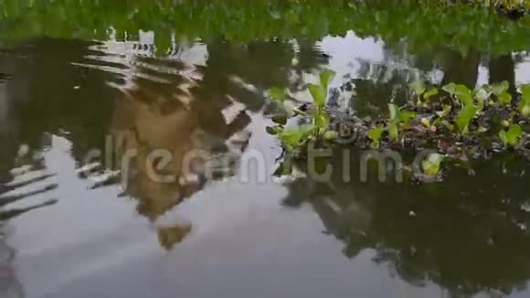 水葫芦植物与庙宇倒影视频的预览图