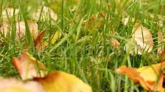 叶子在草地上视频的预览图