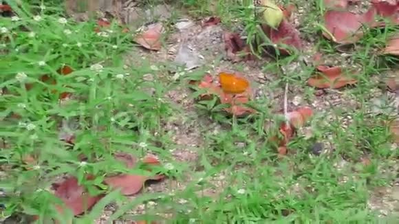 一只橙色的大蝴蝶视频的预览图