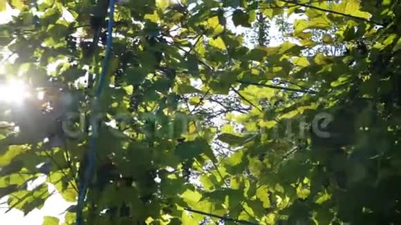 太阳光和透镜耀斑树叶视频的预览图
