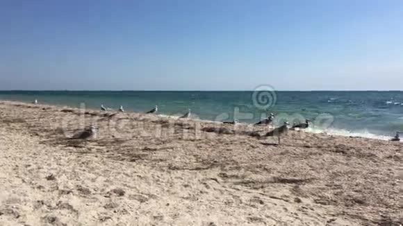 一群海鸥在晴朗的晴天在沙滩上飞翔视频的预览图