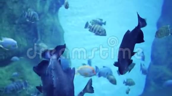 大量的鱼在珊瑚礁周围游泳戴口罩潜水热带岛屿视频的预览图