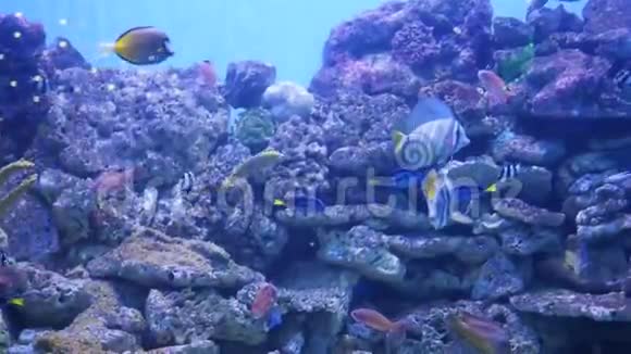 大量的鱼在珊瑚礁周围游泳戴口罩潜水热带岛屿阳光穿过水面视频的预览图