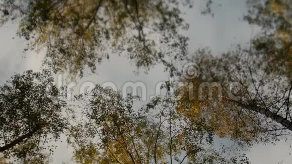 令人敬畏的秋天森林树的顶端顶着蓝天落叶视频的预览图