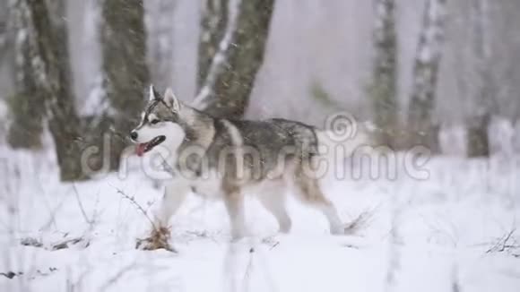 冬季雪林户外活动的西伯利亚犬视频的预览图