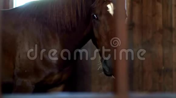 马站在摊子里吃干草棕马在马厩里吃干草视频的预览图