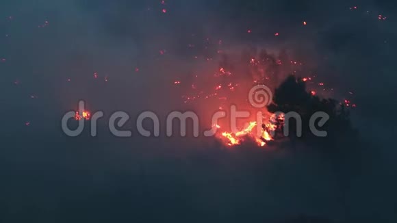 狂风大作的森林大火视频的预览图