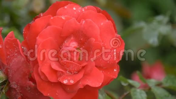 美丽的带水滴的红玫瑰视频的预览图