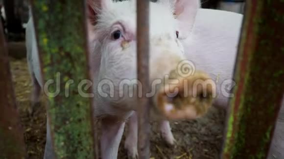 两只小白猪窝在猪舍里小猪窝在金属棒栏后面养猪场视频的预览图