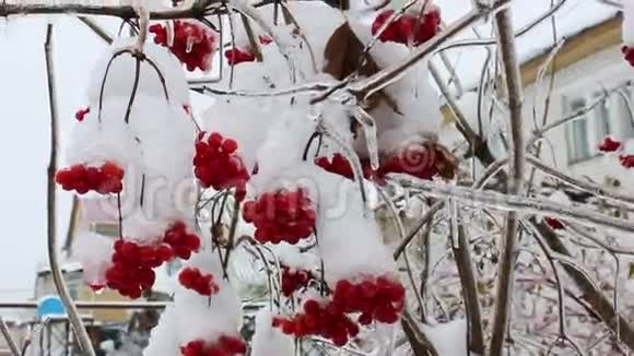 结冰中有浆果的树枝视频的预览图