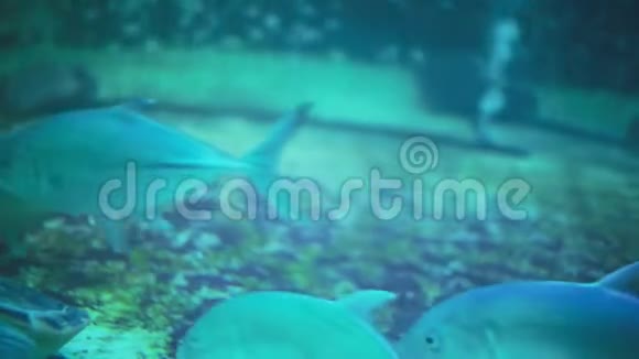 在蓝色水族馆游泳的热带鱼类潜水1920x1080视频的预览图