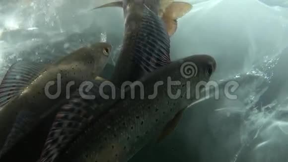 俄罗斯西伯利亚贝加尔湖冰背景下的活鱼视频的预览图