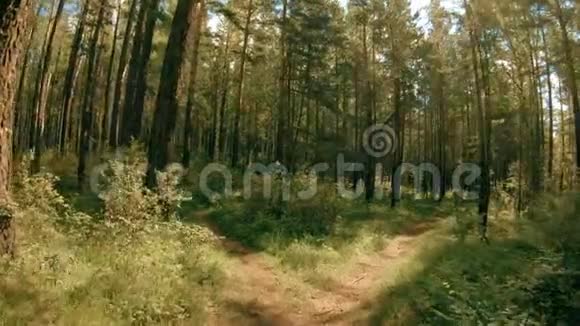 POV沿着森林小径散步视频的预览图