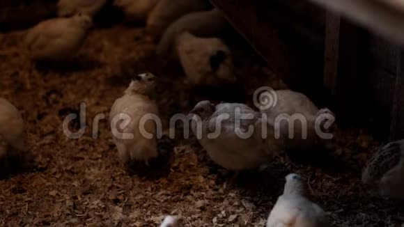家禽养殖场的鹌鹑家禽养殖鹌鹑的养殖视频的预览图