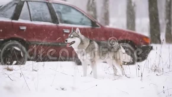 冬季雪林户外活动的西伯利亚犬视频的预览图