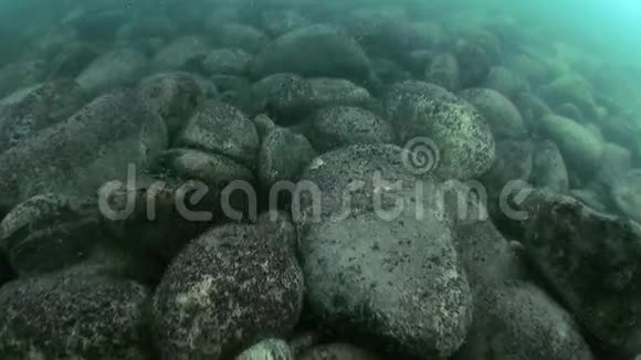 俄罗斯西伯利亚贝加尔湖昆虫特写镜头的水下生活视频的预览图