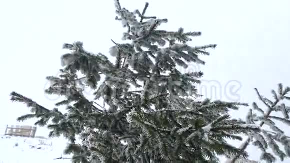 枞树在雪山顶上迎风招展视频的预览图