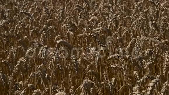 成熟小麦的特写视频的预览图