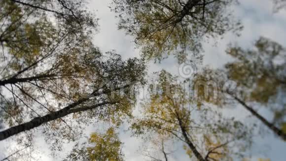 令人敬畏的秋天森林树的顶端顶着蓝天落叶视频的预览图