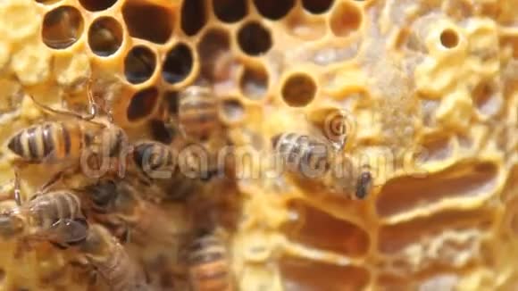 蜜蜂把花蜜转化为蜂蜜蜜蜂在蜂房蜂巢上的特写视频的预览图