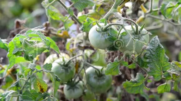 花园里的绿色未成熟的西红柿视频的预览图