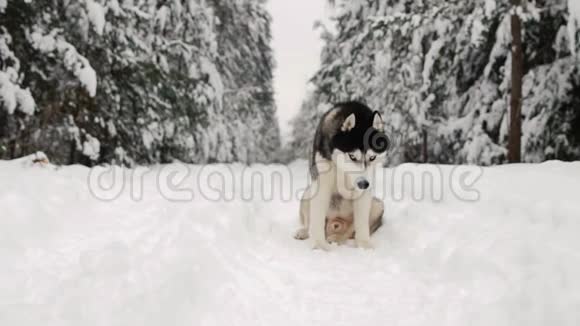 西伯利亚哈士奇坐在森林的一条小路上背景是一片冬天的森林森林里美丽的冬天狗视频的预览图