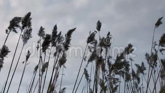 镜头拍摄植物的枝条背景灰色的天空视图从下向上视频的预览图
