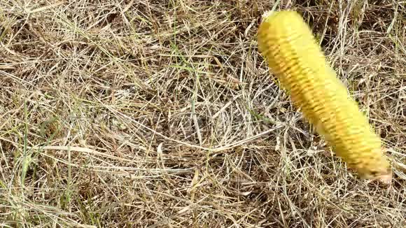 玉米落在干草上视频的预览图