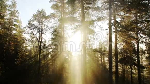 阳光明媚的早晨森林视频的预览图
