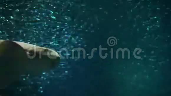 斑点豹鲨视频的预览图