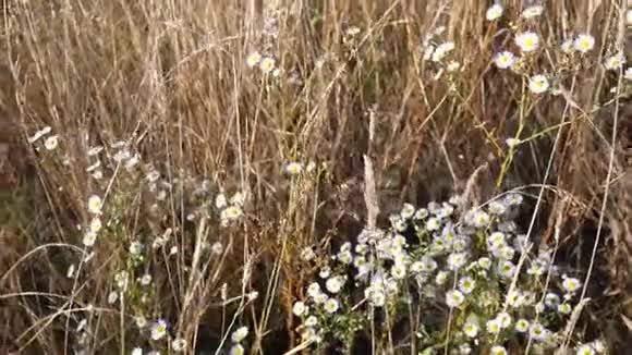 草甸花和草乡村景观视频的预览图