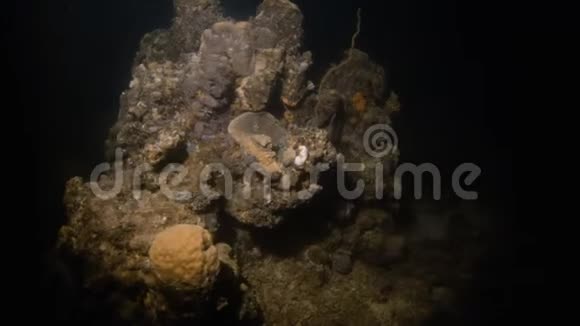 海底珊瑚礁与潜水者视频的预览图