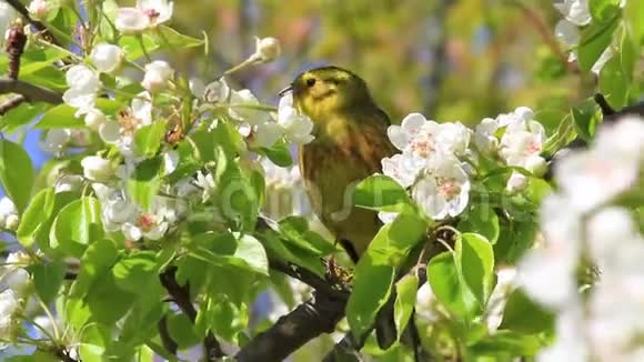 一只美丽的鸟在花间歌唱视频的预览图