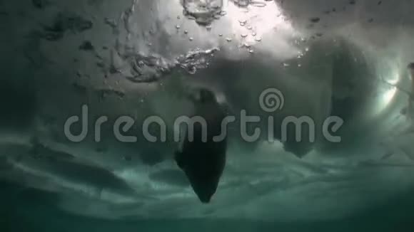 俄罗斯西伯利亚贝加尔湖水下冰中的Nerpa视频的预览图