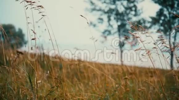 田野里的小穗在风中颤动视频的预览图