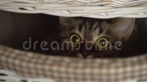 猫从木篮里偷看视频的预览图