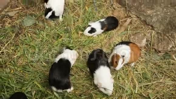 吃草的几内亚猪视频的预览图