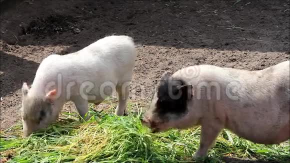 吃草的小猪视频的预览图