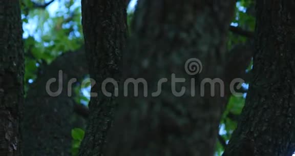 在绿色的大树下自然构成视频的预览图