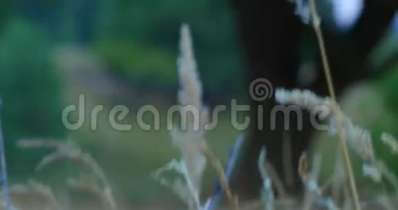 绿草和干草秋天的田野运动视频的预览图
