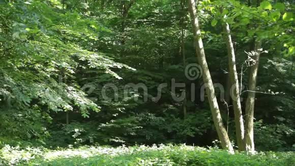 落叶林中的夏日视频的预览图