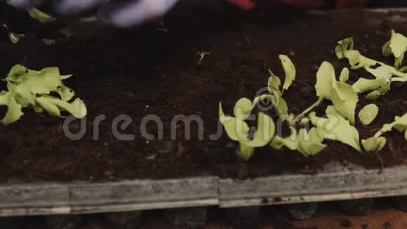 农民种植莴苣沙拉苗视频的预览图