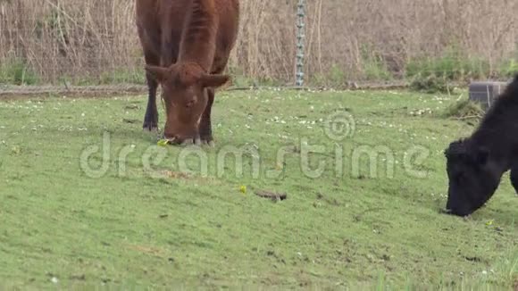 黄莫塔西拉黄在高地牛周围觅食视频的预览图